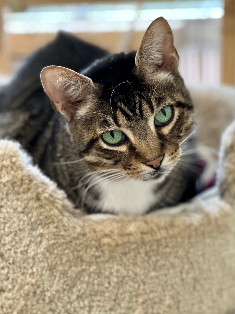 Buddy (fka Nobel), an adoptable Domestic Short Hair in Cumberland, ME, 04021 | Photo Image 4