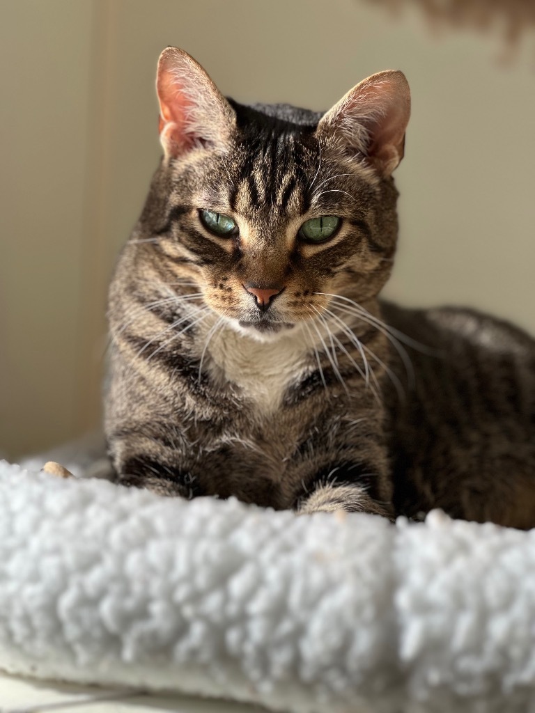 Buddy (fka Nobel), an adoptable Domestic Short Hair in Cumberland, ME, 04021 | Photo Image 5