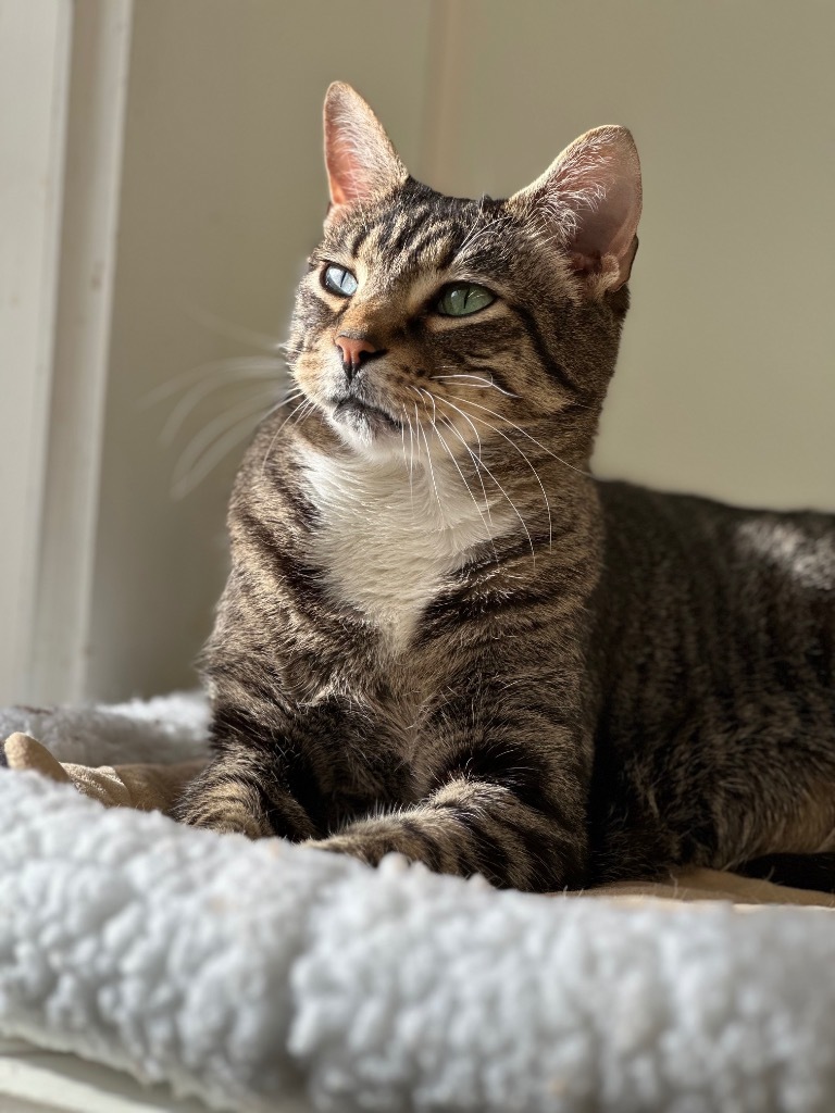 Buddy (fka Nobel), an adoptable Domestic Short Hair in Cumberland, ME, 04021 | Photo Image 6