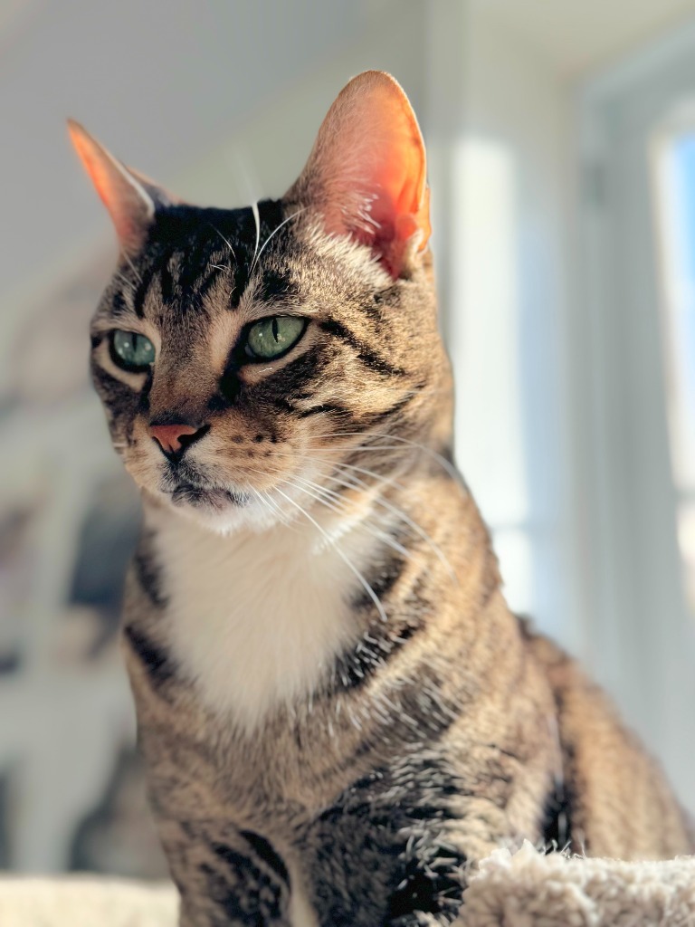 Buddy (fka Nobel), an adoptable Domestic Short Hair in Cumberland, ME, 04021 | Photo Image 6