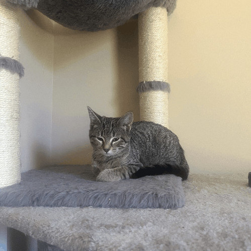 Cake Pop, an adopted Domestic Short Hair & Tabby Mix in Omaha, NE_image-4