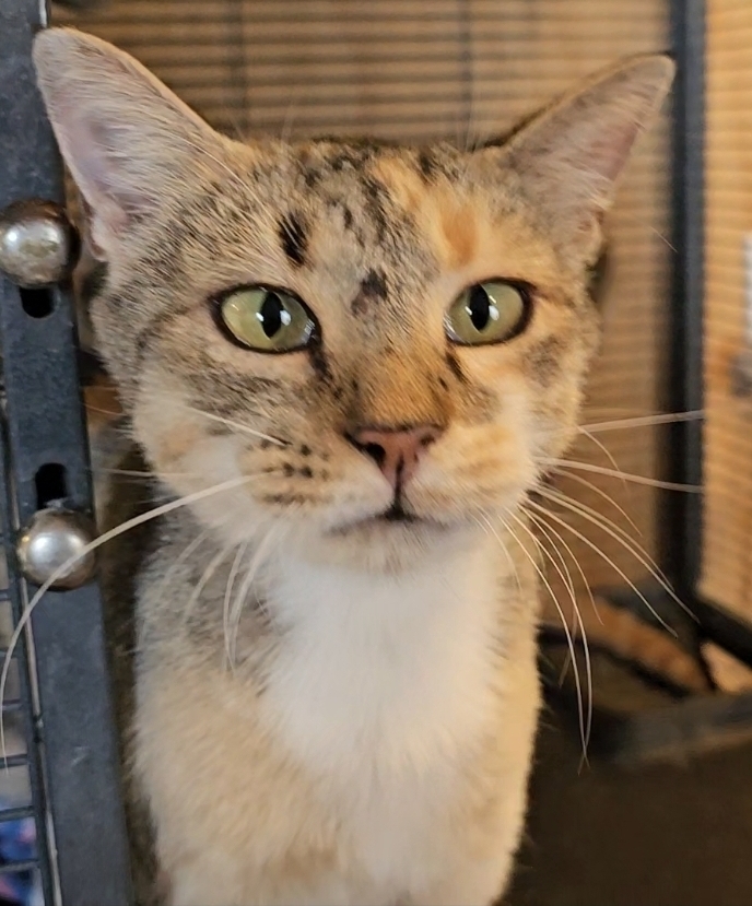 Breezy, an adoptable Domestic Short Hair in Thatcher, AZ, 85552 | Photo Image 1