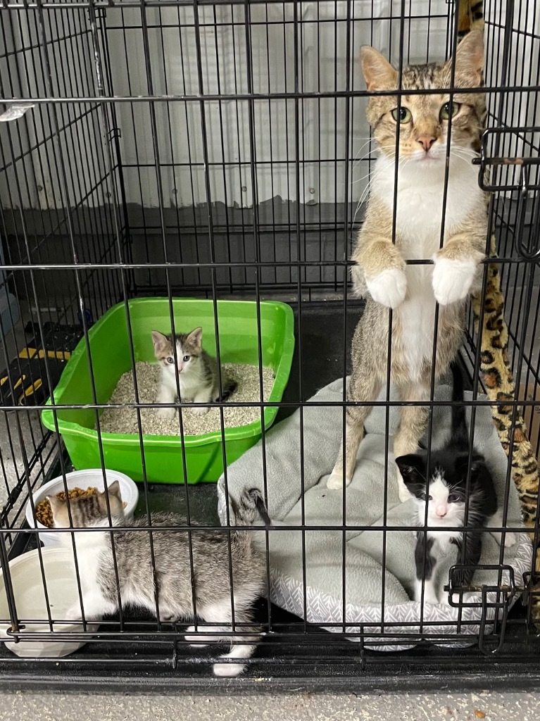 Town of Oyster Bay Animal Shelter Adopt Don't Shop