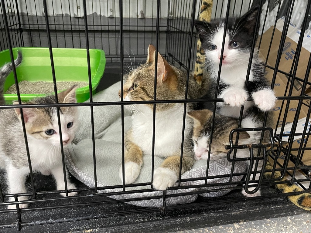 Town of Oyster Bay Animal Shelter Adopt Don't Shop