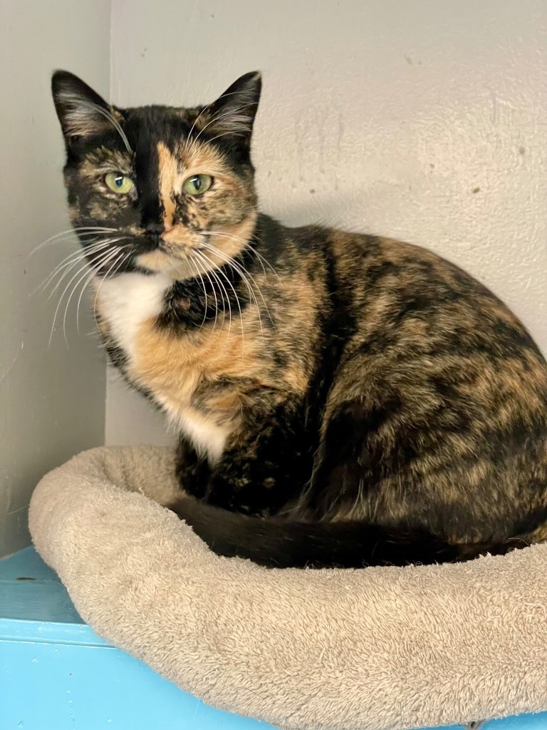 Town of Oyster Bay Animal Shelter Adopt Don't Shop