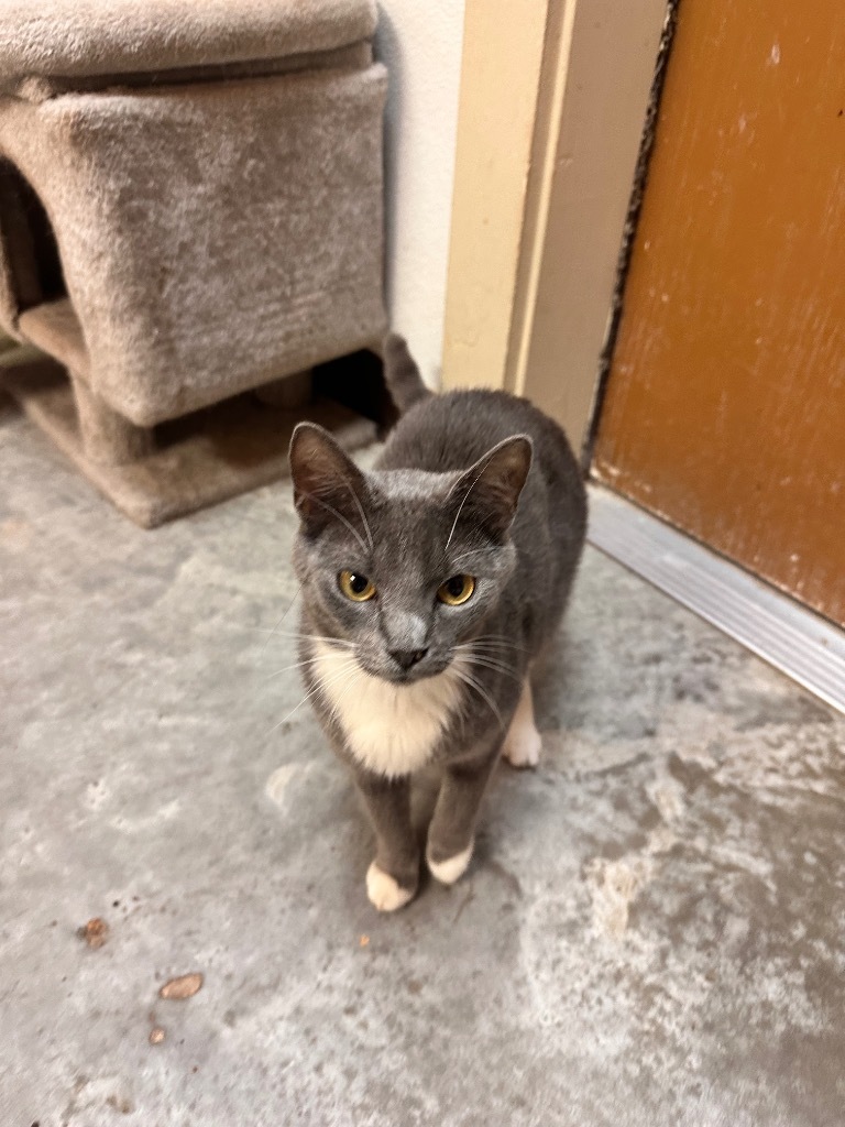 Baby, an adoptable American Shorthair in Fulton, TX, 78358 | Photo Image 1