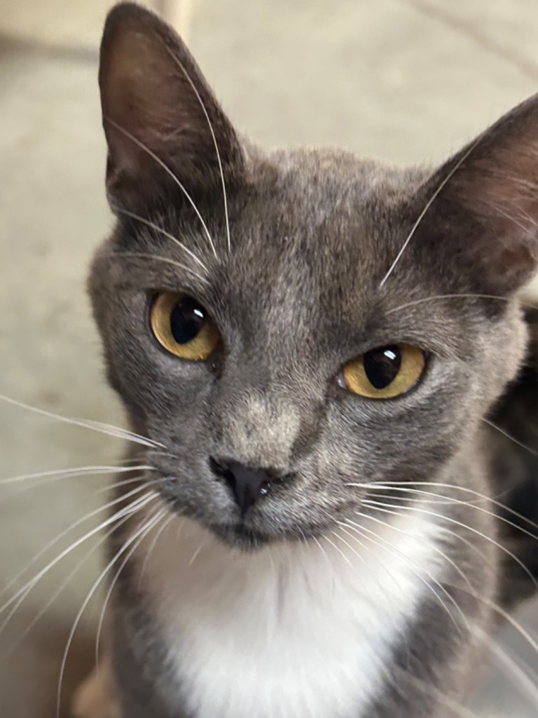 Baby, an adoptable American Shorthair in Fulton, TX, 78358 | Photo Image 1