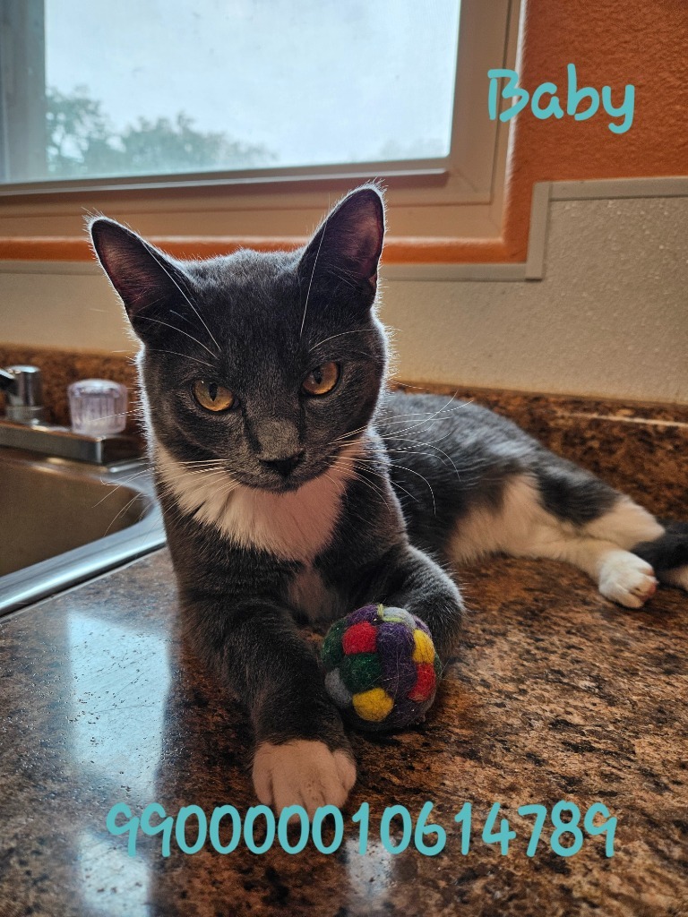 Baby, an adoptable American Shorthair in Fulton, TX, 78358 | Photo Image 2