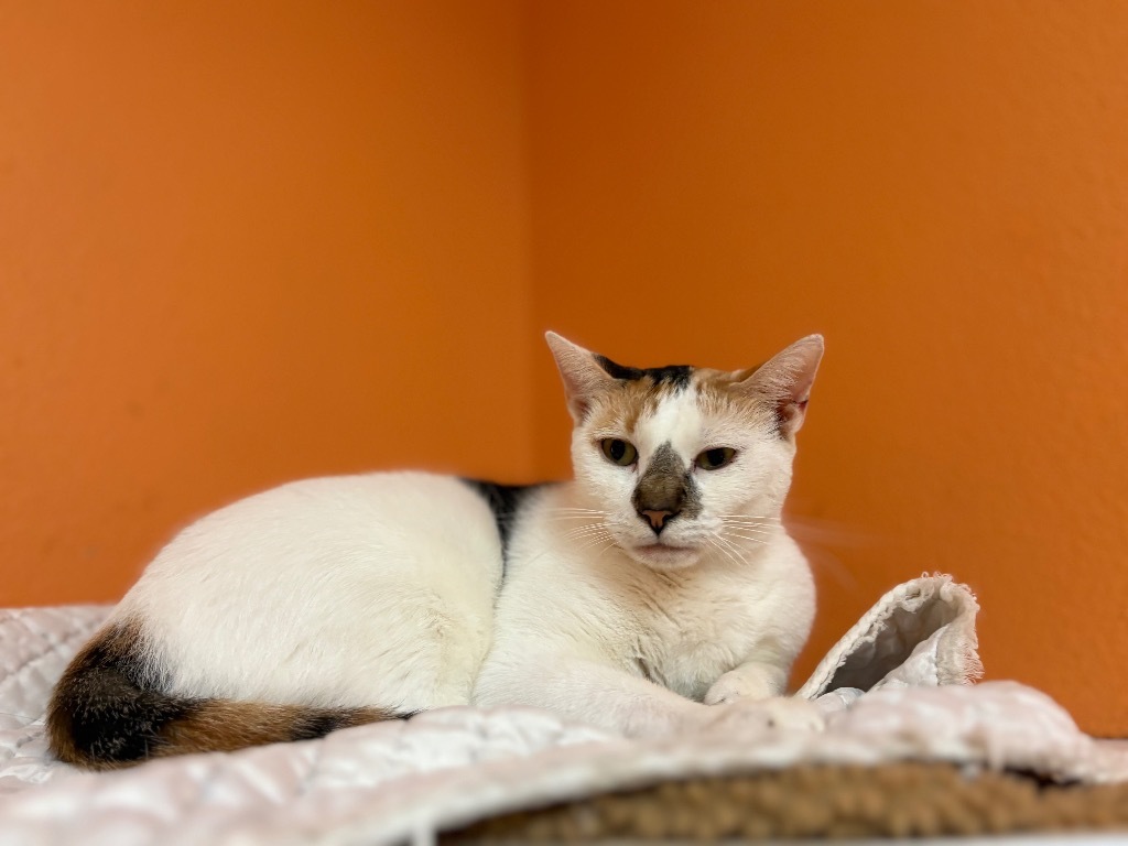 Ciabatta, an adoptable American Shorthair in Fulton, TX, 78358 | Photo Image 1