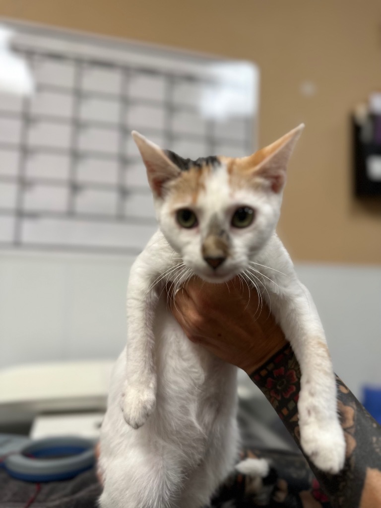 Ciabatta, an adoptable American Shorthair in Fulton, TX, 78358 | Photo Image 2