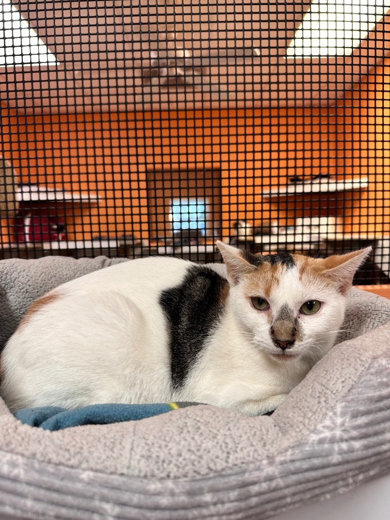 Ciabatta, an adoptable American Shorthair in Fulton, TX, 78358 | Photo Image 3