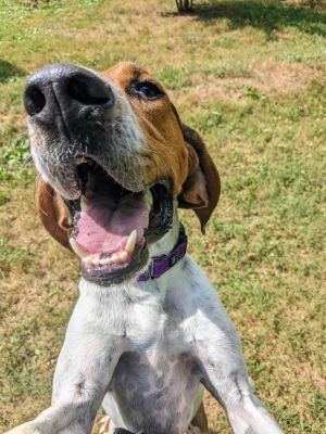 what kind of dog toys does a treeing walker coonhound like