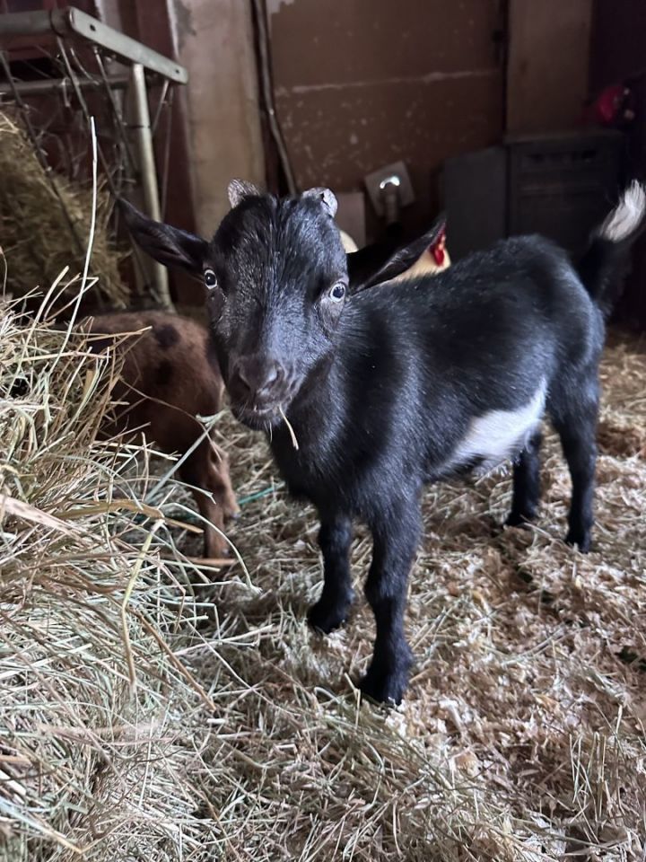 Goat for adoption - Leo, Rosie and Valentine, a Nigerian Dwarf in Dresher,  PA