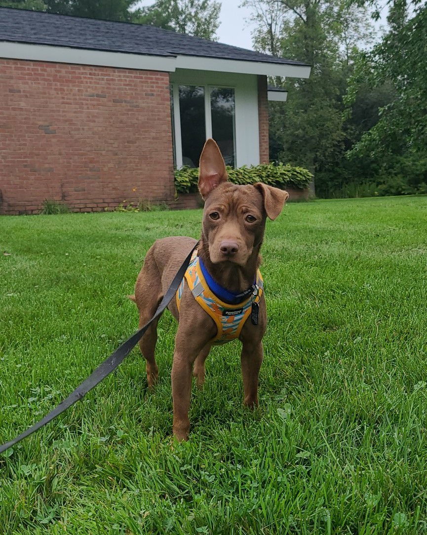 Gizmo, an adoptable Mixed Breed in Shelburne, VT, 05482 | Photo Image 1