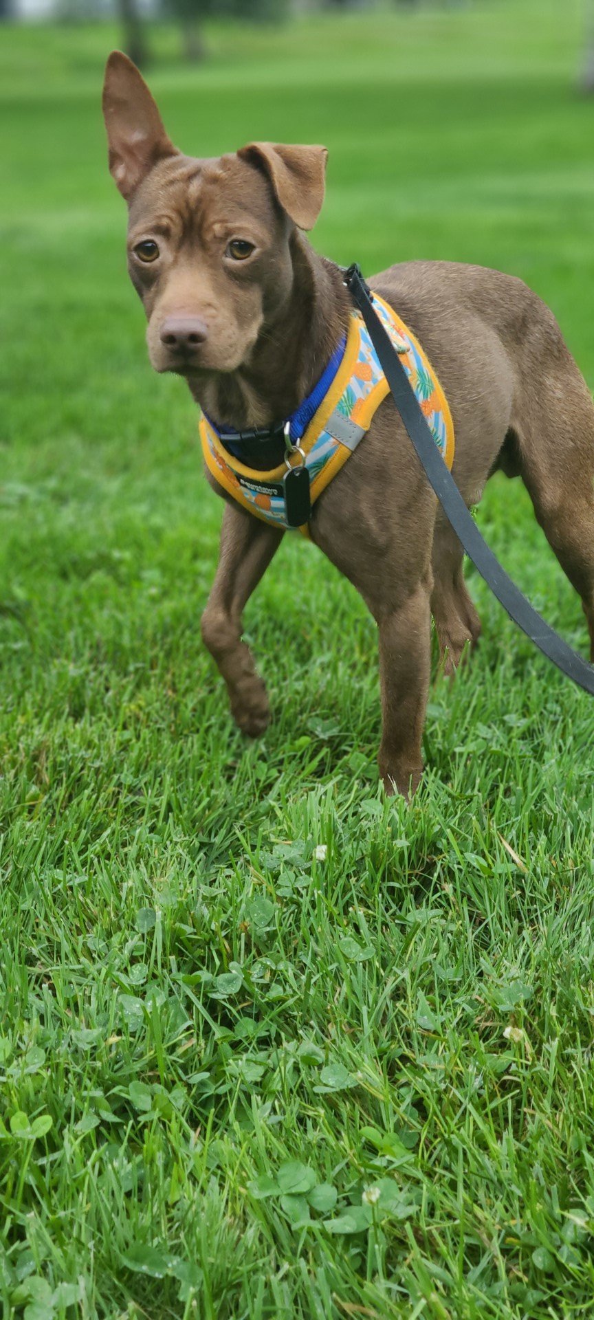 Gizmo, an adoptable Mixed Breed in Shelburne, VT, 05482 | Photo Image 3