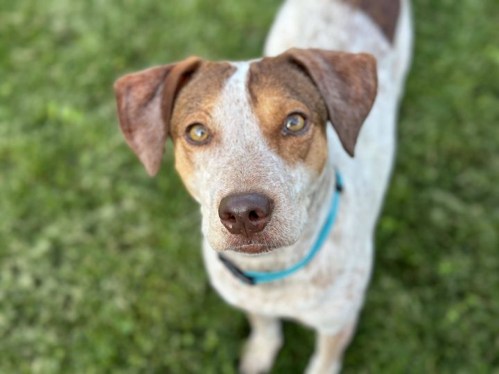 Dog for adoption - Hachi, an Australian Cattle Dog / Blue Heeler Mix in  Portland, OR