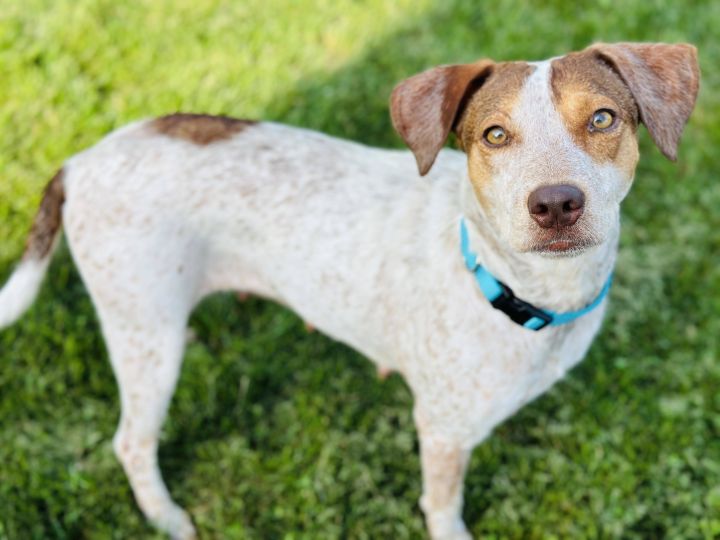 Dog for adoption - Hachi, an Australian Cattle Dog / Blue Heeler Mix in  Portland, OR