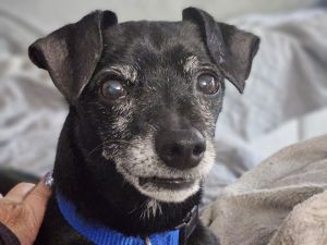 Dog for adoption - Tucker, a Mixed Breed in Deerfield, WI