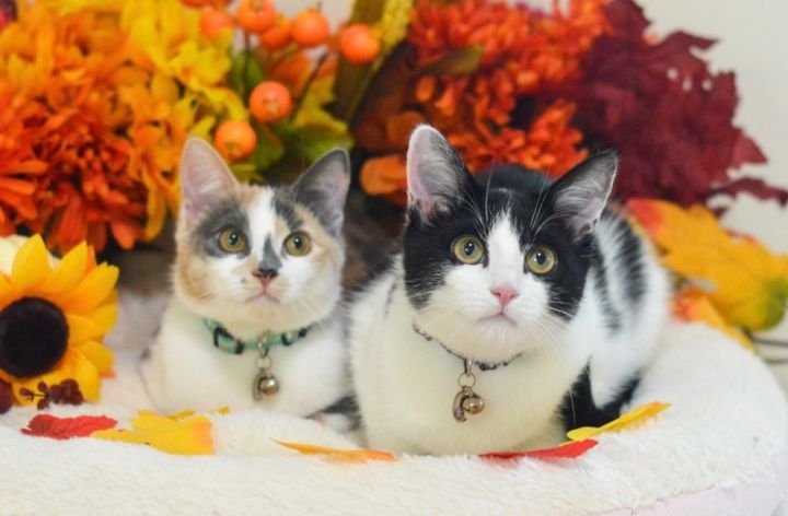 Pets for Adoption at Tender Loving Cats, Inc, in North Babylon, NY