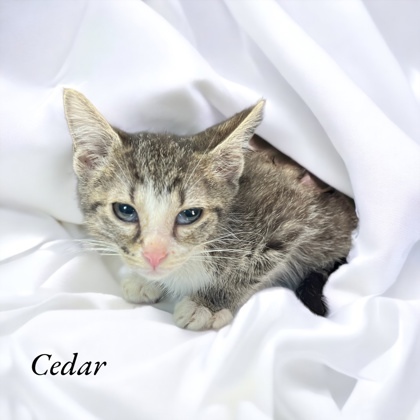 Cedar, an adoptable Domestic Short Hair in Cumberland, MD_image-1
