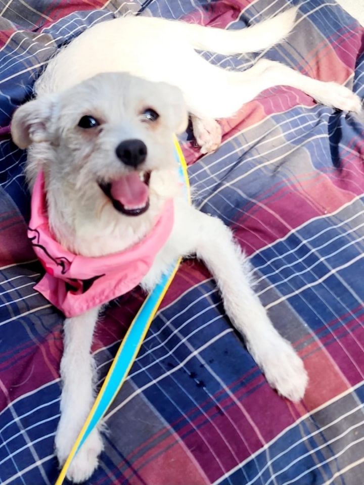 Josie, an adoptable Chihuahua & Poodle Mix in Lacon, IL_image-3