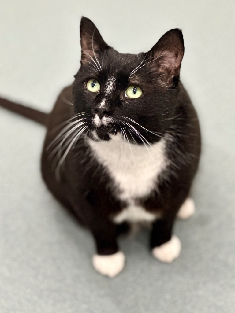 Blackbeard, an adoptable Domestic Short Hair in Cumberland, ME, 04021 | Photo Image 1