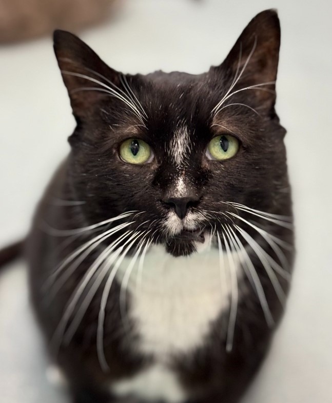 Blackbeard, an adoptable Domestic Short Hair in Cumberland, ME, 04021 | Photo Image 1