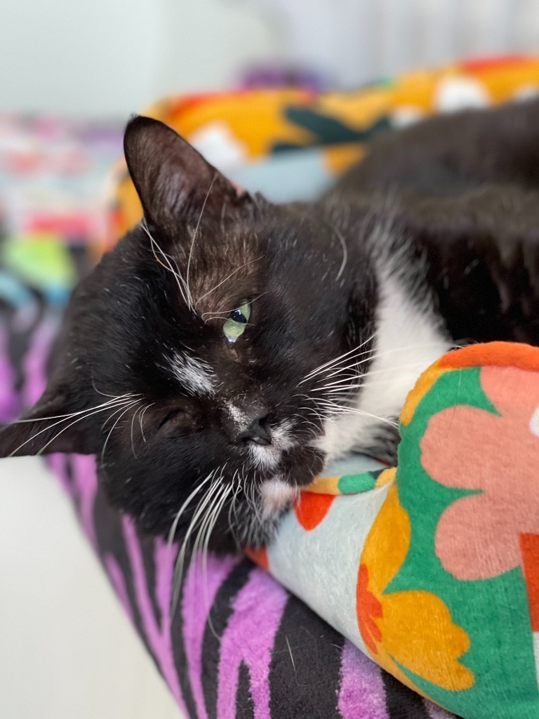 Blackbeard, an adoptable Domestic Short Hair in Cumberland, ME, 04021 | Photo Image 2