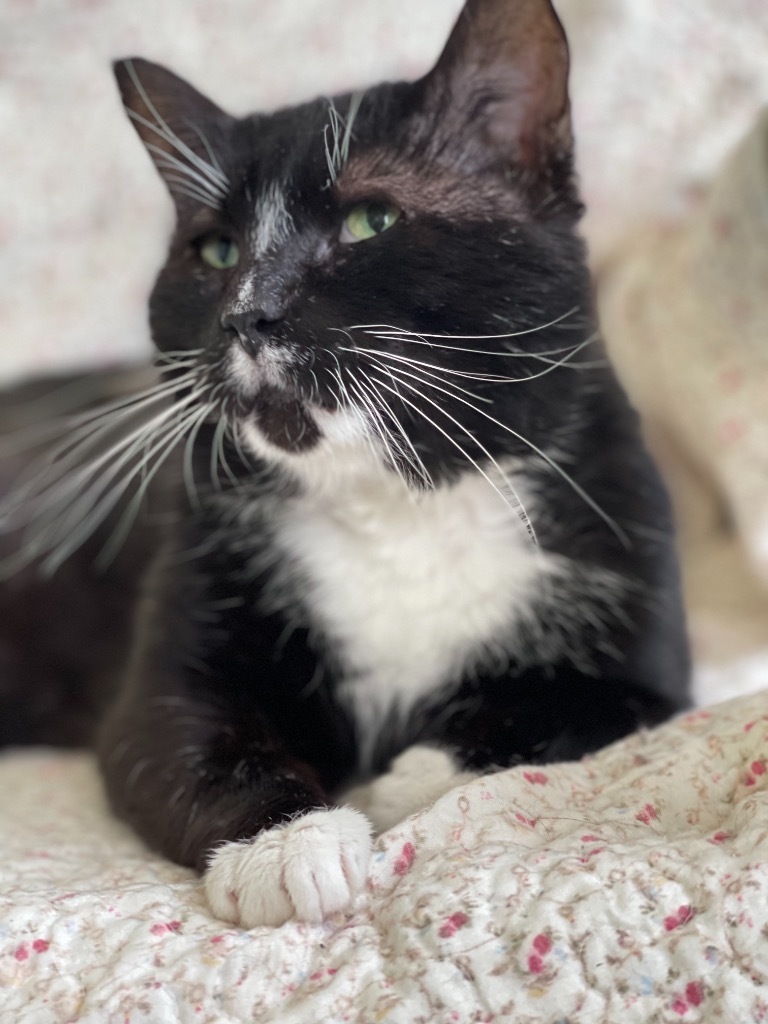 Blackbeard, an adoptable Domestic Short Hair in Cumberland, ME, 04021 | Photo Image 3