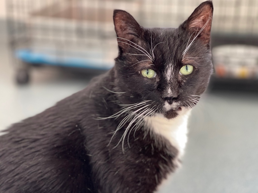 Blackbeard, an adoptable Domestic Short Hair in Cumberland, ME, 04021 | Photo Image 4