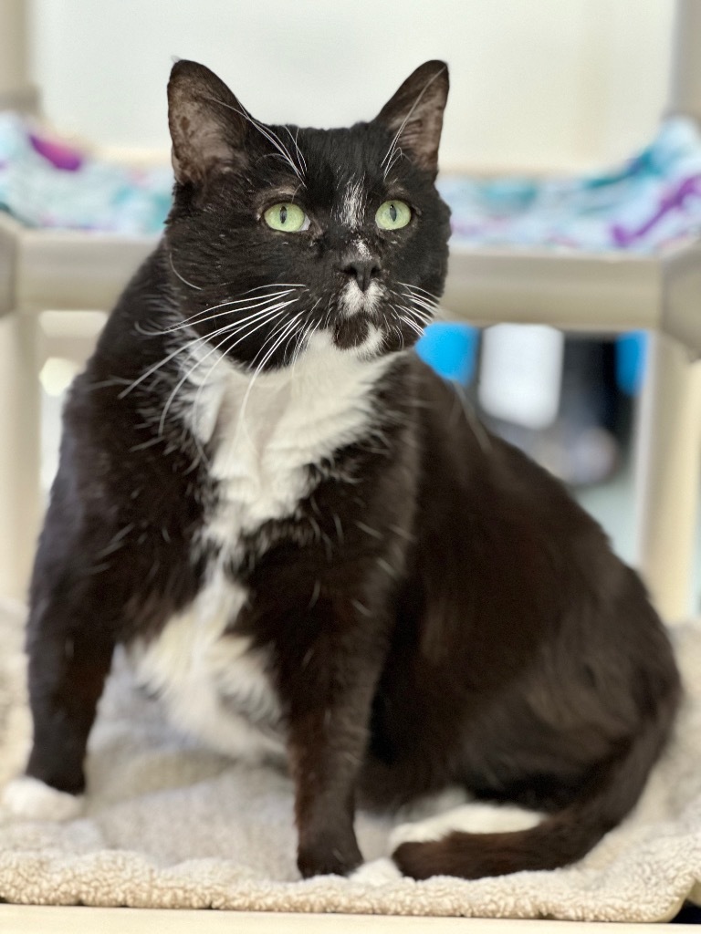 Blackbeard, an adoptable Domestic Short Hair in Cumberland, ME, 04021 | Photo Image 5