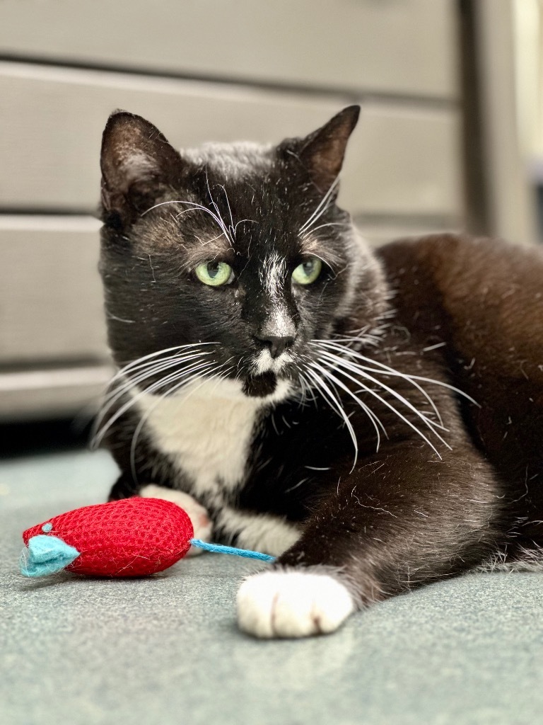 Blackbeard, an adoptable Domestic Short Hair in Cumberland, ME, 04021 | Photo Image 6