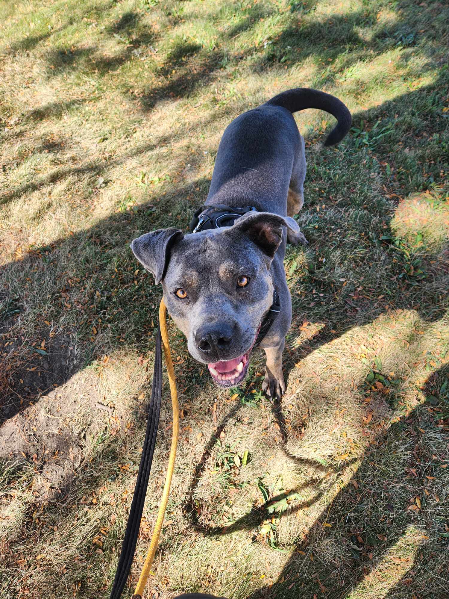 Steele, an adoptable Staffordshire Bull Terrier in Cedar Rapids, IA, 52405 | Photo Image 1