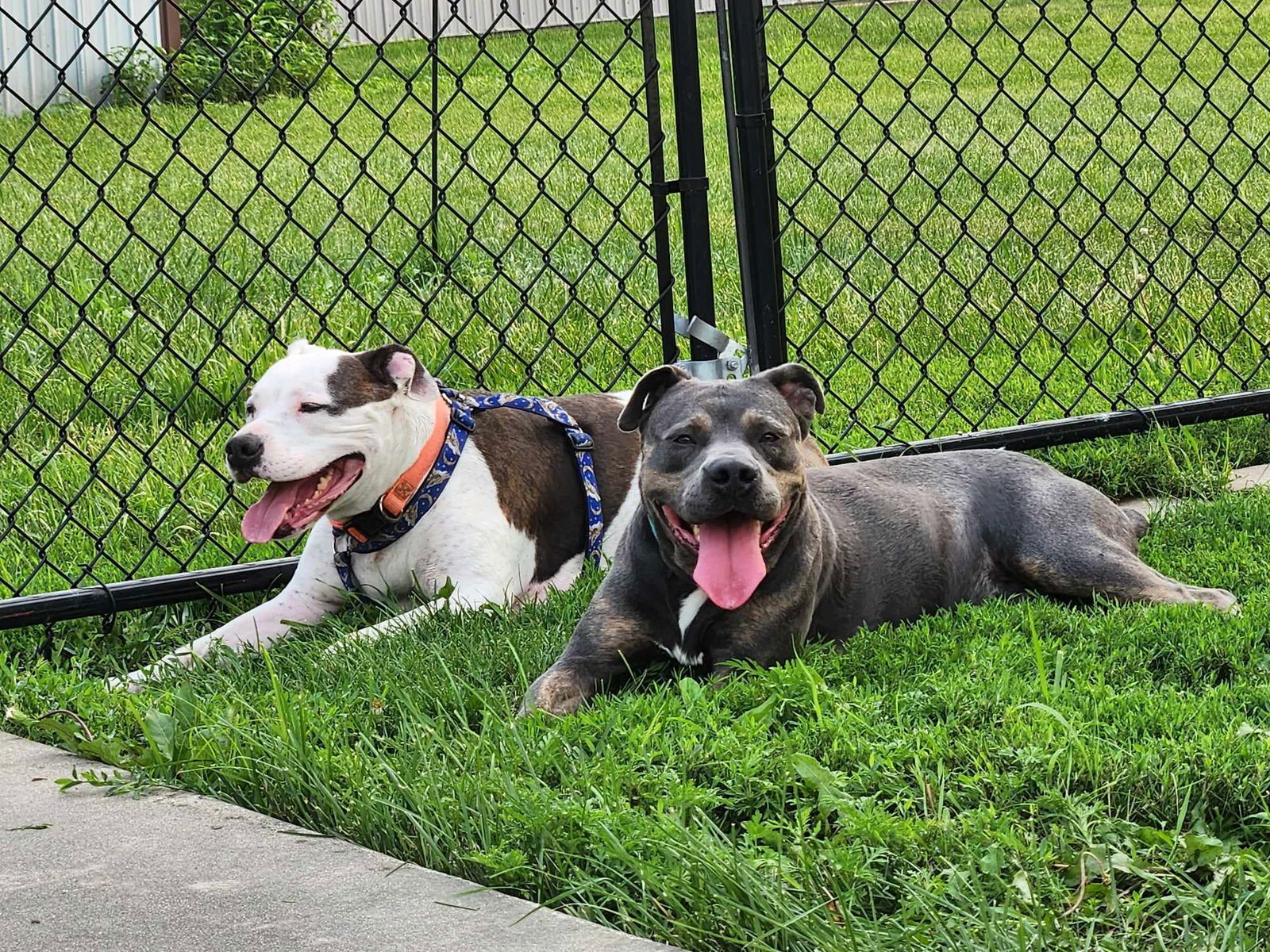 Steele, an adoptable Staffordshire Bull Terrier in Cedar Rapids, IA, 52405 | Photo Image 2