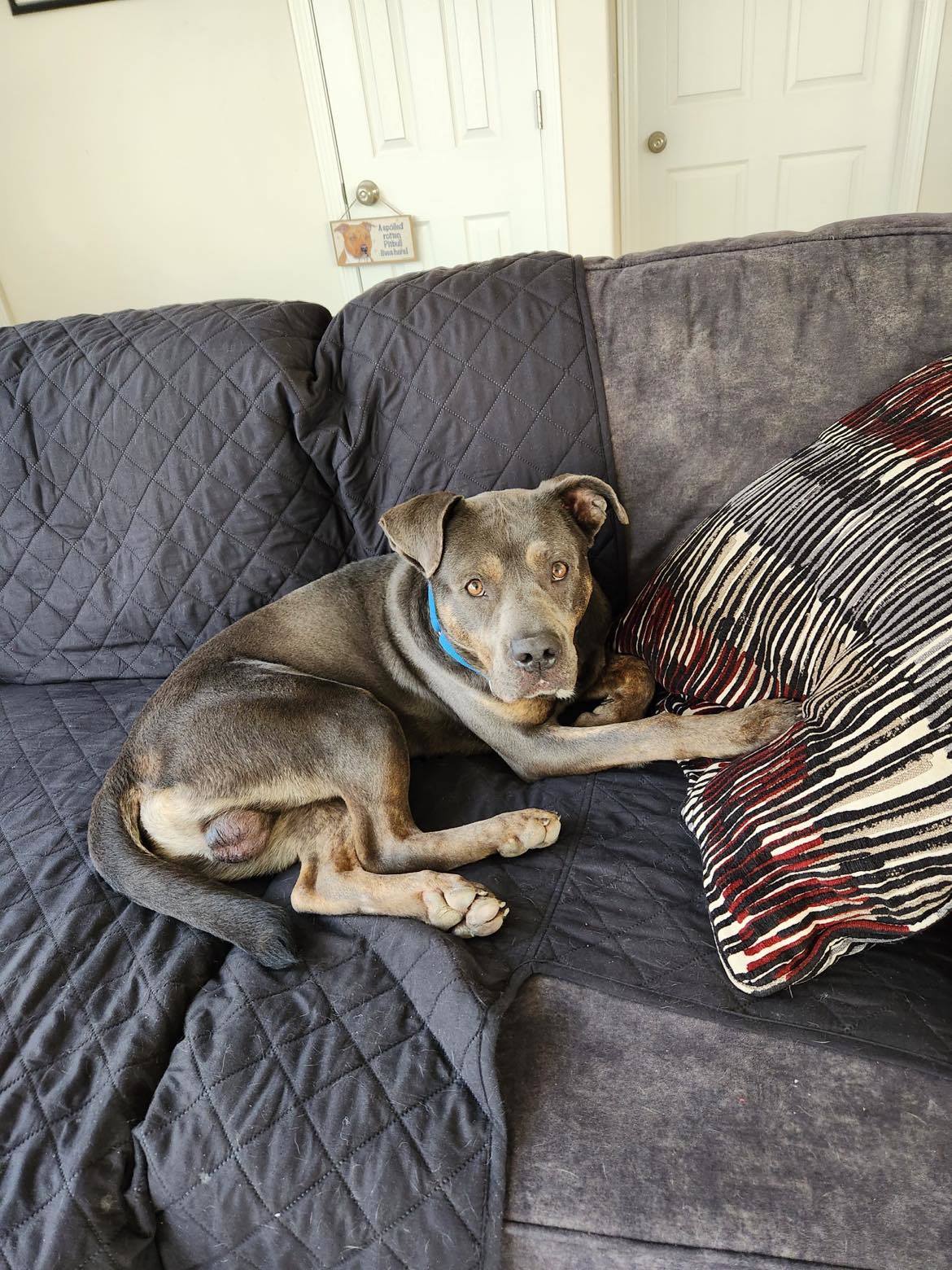 Steele, an adoptable Staffordshire Bull Terrier in Cedar Rapids, IA, 52405 | Photo Image 3