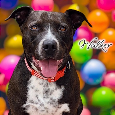 Walker - PAWS, an adoptable Mixed Breed in Las Cruces, NM, 88001 | Photo Image 1
