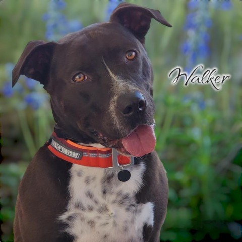 Walker - PAWS, an adoptable Mixed Breed in Las Cruces, NM, 88001 | Photo Image 2