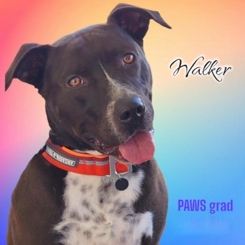 Walker - PAWS, an adoptable Mixed Breed in Las Cruces, NM, 88001 | Photo Image 2