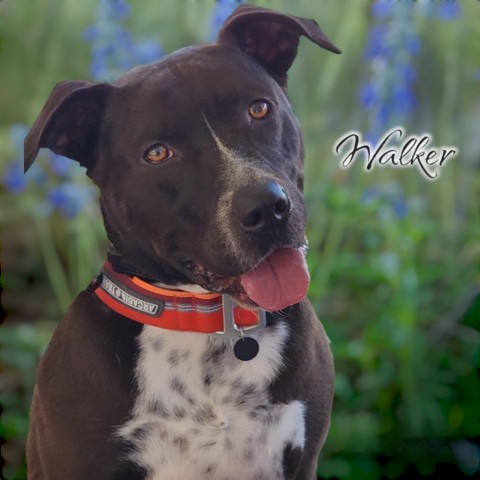 Walker - PAWS, an adoptable Mixed Breed in Las Cruces, NM, 88001 | Photo Image 3