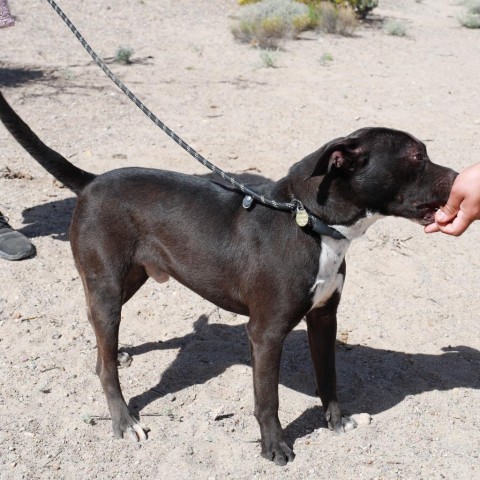 Walker - PAWS, an adoptable Mixed Breed in Las Cruces, NM, 88001 | Photo Image 3