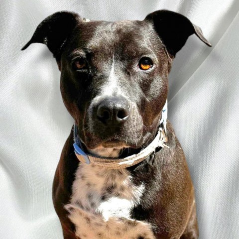 Walker - PAWS, an adoptable Mixed Breed in Las Cruces, NM, 88001 | Photo Image 4