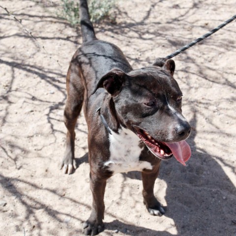 Walker - PAWS, an adoptable Mixed Breed in Las Cruces, NM, 88001 | Photo Image 5