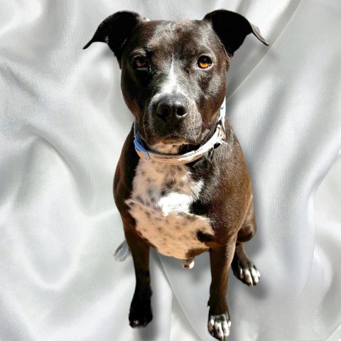 Walker - PAWS, an adoptable Mixed Breed in Las Cruces, NM, 88001 | Photo Image 5