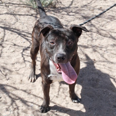 Walker - PAWS, an adoptable Mixed Breed in Las Cruces, NM, 88001 | Photo Image 6