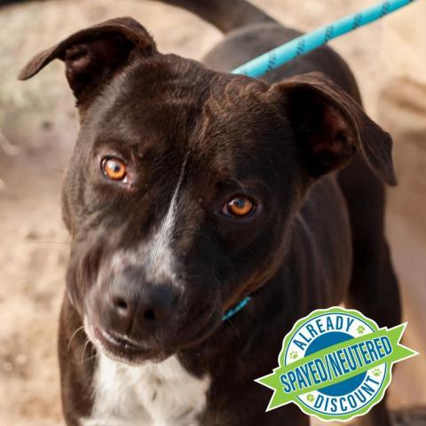 Walker - PAWS, an adoptable Mixed Breed in Las Cruces, NM, 88001 | Photo Image 6