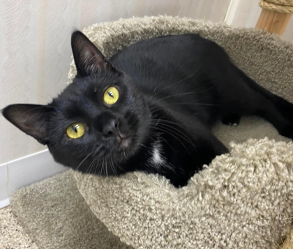 Uno, an adoptable Domestic Short Hair in De Soto, IA, 50069 | Photo Image 1