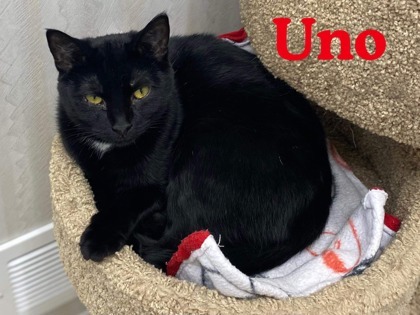 Uno, an adoptable Domestic Short Hair in De Soto, IA, 50069 | Photo Image 3