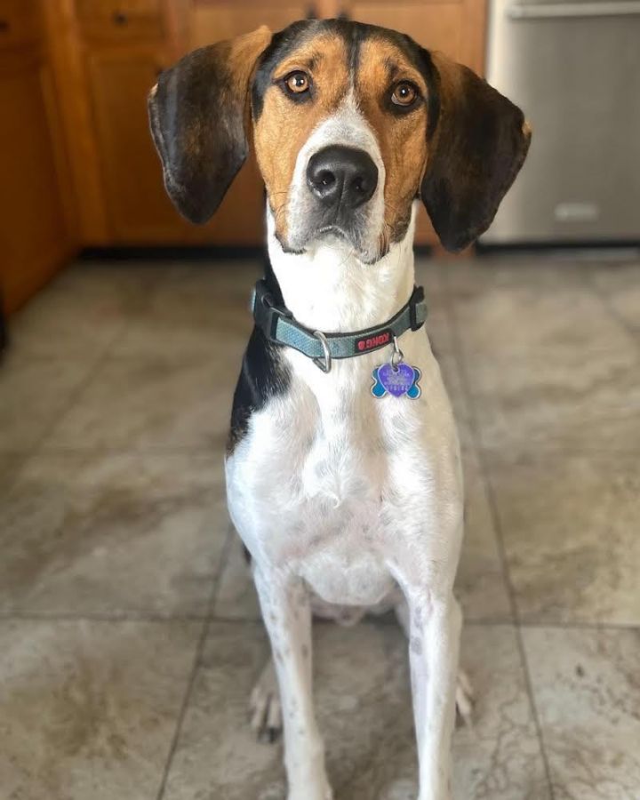 Treeing walker best sale coonhound adoption