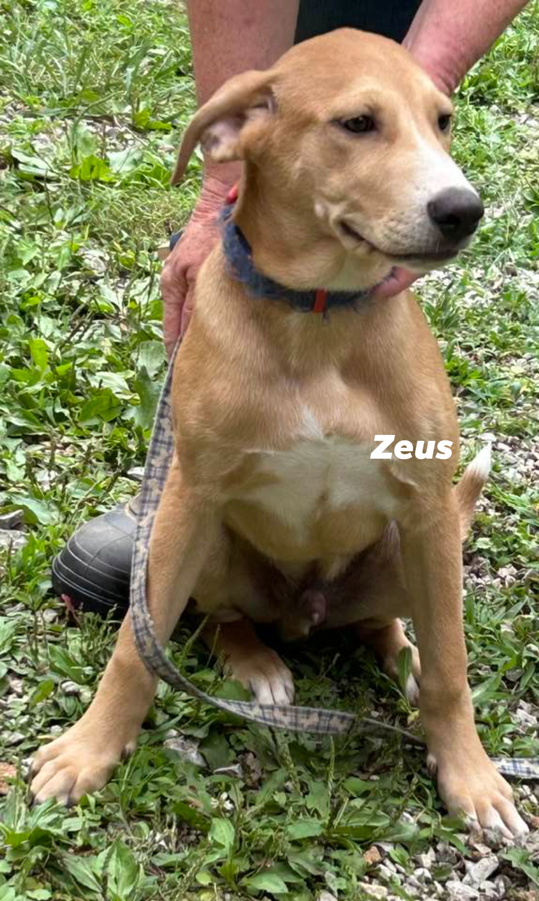 Zeus, an adoptable Hound, Shepherd in Frenchburg, KY, 40316 | Photo Image 1