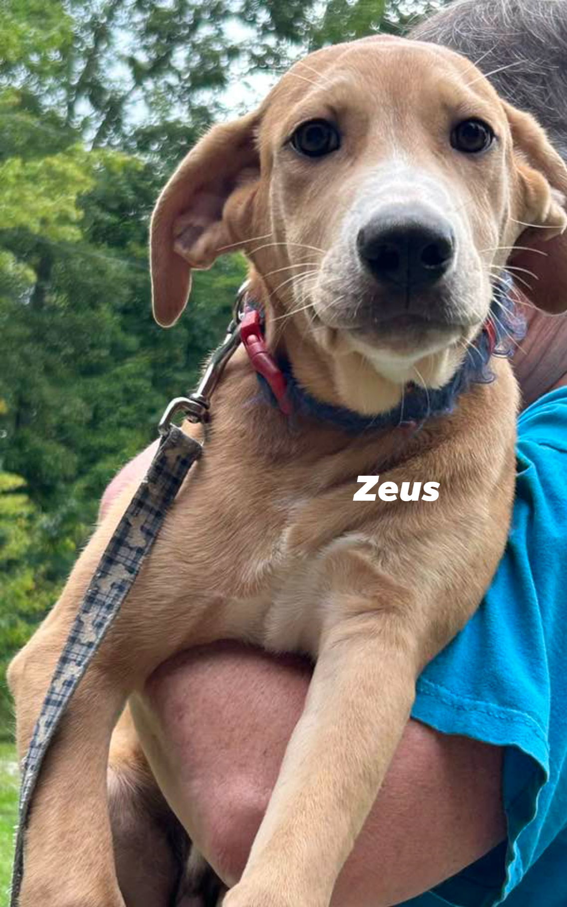 Zeus, an adoptable Hound, Shepherd in Frenchburg, KY, 40316 | Photo Image 2